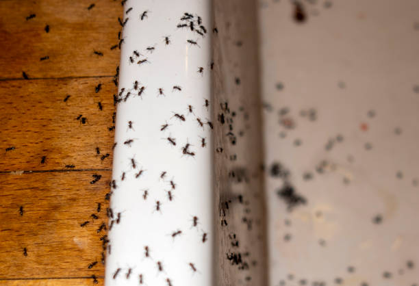 Best Flea Control Services  in Mundelein, IL
