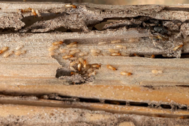 Bird Control in Mundelein, IL