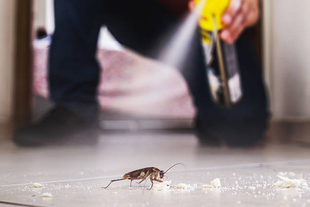 Best Local Pest Control Services  in Mundelein, IL