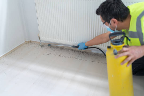Best Termite Control Services  in Mundelein, IL